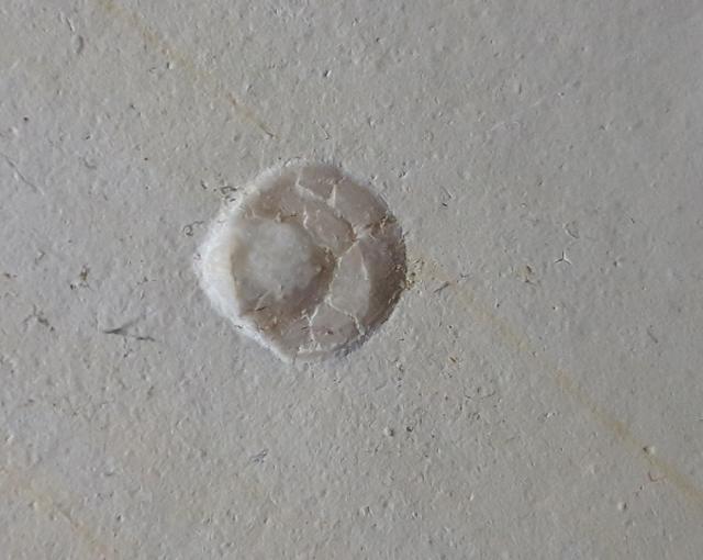 Loboidothyris sp. BUCKMAN 1917 - Bild &copy; FossNet FossilienStore